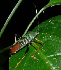 Nematopus