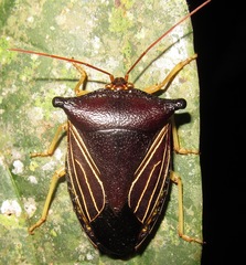 Peromatus