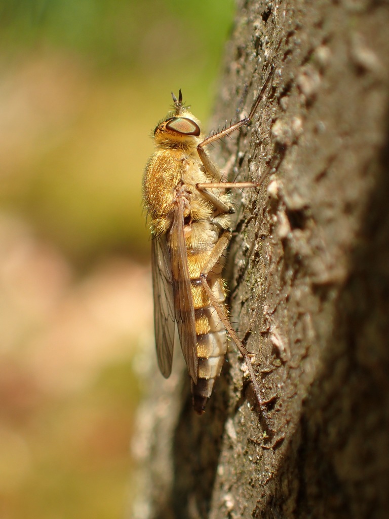 Common Stiletto, photo 1 of 10