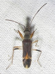 Neopamera costalis