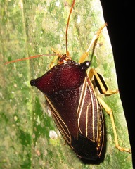 Peromatus