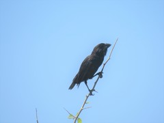 Geospiza conirostris