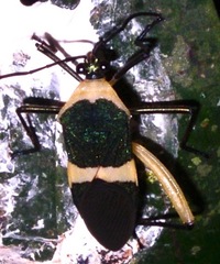 Laminiceps fasciatus