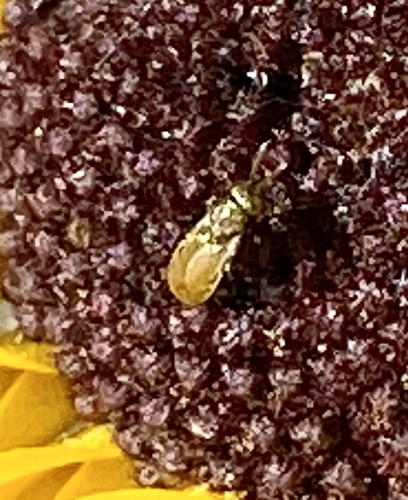 iNaturalist observation photo of Winged and Once-winged Insects
