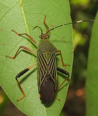 Nematopus