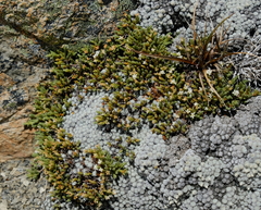 Kelleria dieffenbachii
