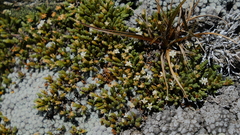 Kelleria dieffenbachii