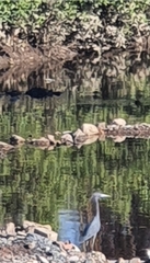 Egretta caerulea