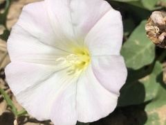 Calystegia hederacea