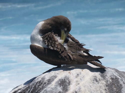 Nazca Booby