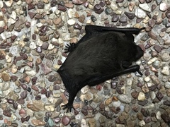 Pipistrellus javanicus