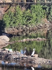 Egretta caerulea