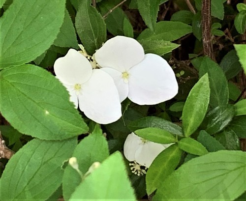 Hydrangea luteovenosa iNat (1)