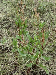 Rumex chrysocarpos