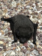 Pipistrellus javanicus