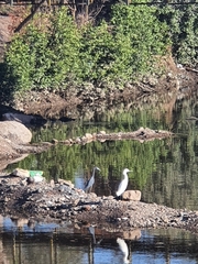 Egretta caerulea