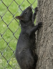 Sciurus carolinensis
