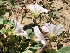 Calystegia hederacea