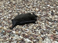 Pipistrellus javanicus