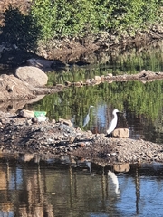 Egretta caerulea