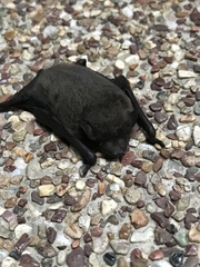 Pipistrellus javanicus