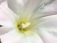 Calystegia hederacea