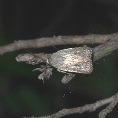 Athetis bremusa