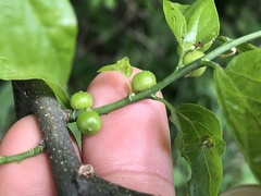 Celticecis connata