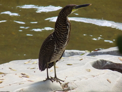 Tigrisoma fasciatum