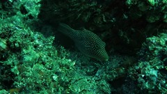 Canthigaster punctatissima