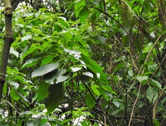 Alchornea glandulosa