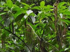 Alchornea glandulosa