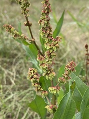Rumex chrysocarpos