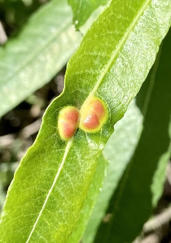 iNaturalist observation photo of Willow Apple Gall Sawfly