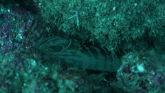 Cephalopholis panamensis