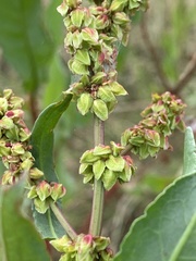 Rumex chrysocarpos
