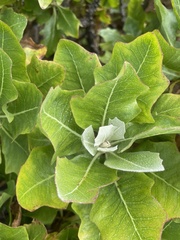 Munzothamnus blairii