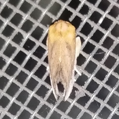 Euprosterna sapucaya