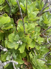 Munzothamnus blairii