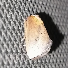 Euprosterna sapucaya