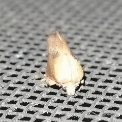 Euprosterna sapucaya