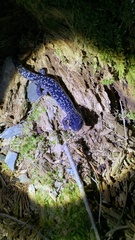 Plethodon cylindraceus