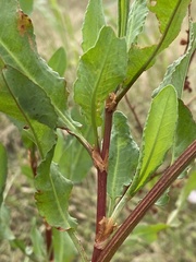 Rumex chrysocarpos