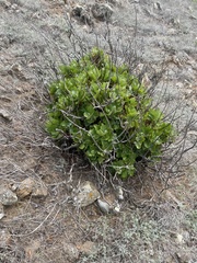 Munzothamnus blairii