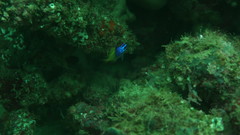 Chromis limbaughi