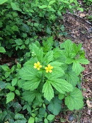 Geum macrophyllum