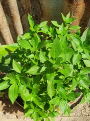 Ocimum basilicum