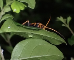 Batozonellus dorsalis