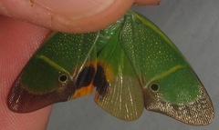 Odontoptera carrenoi