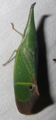 Odontoptera carrenoi
